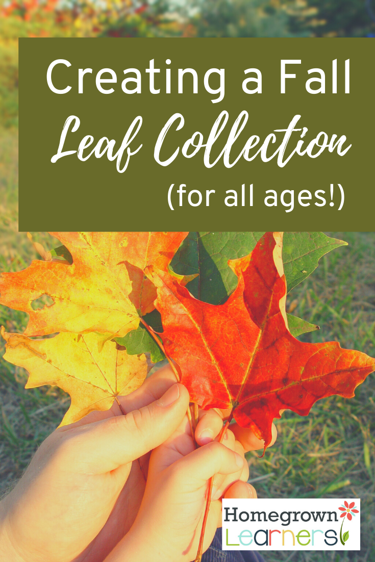 Creating a Fall Leaf Collection for All Ages #homeschool #naturestudy