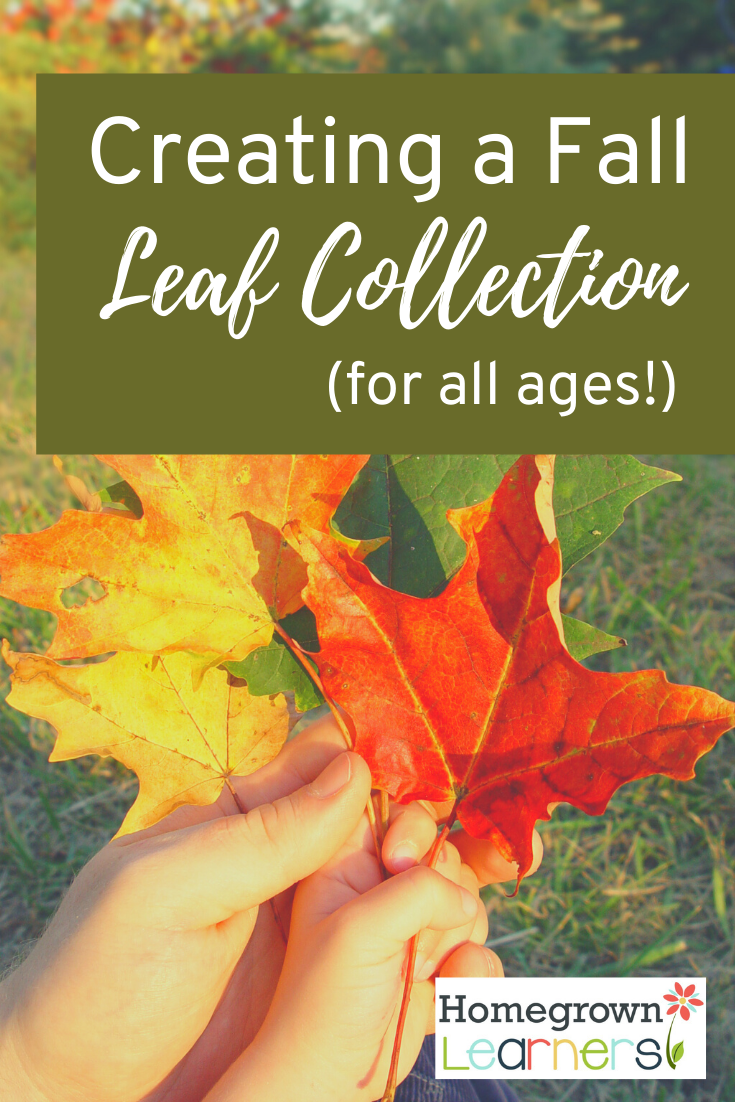 Creating a Fall Leaf Collection For All Ages — Homegrown Learners