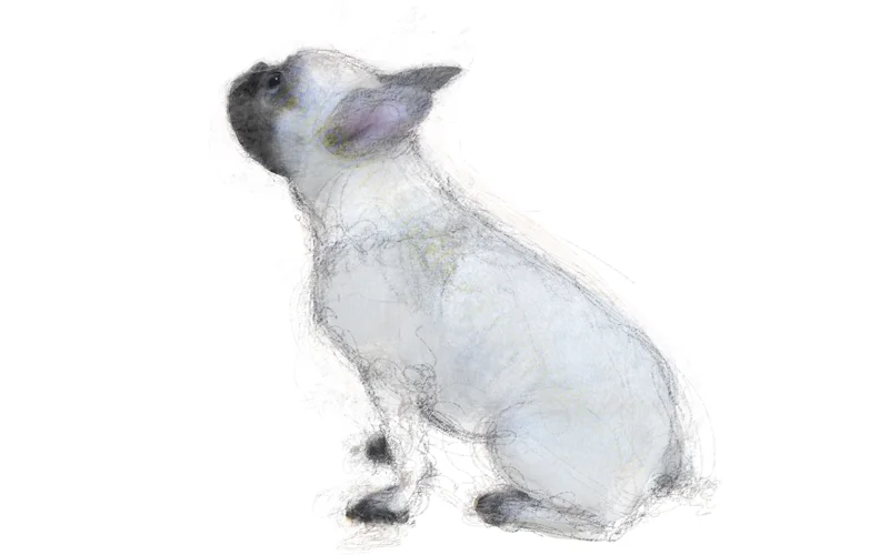 Norma The French Bulldog Looking Up