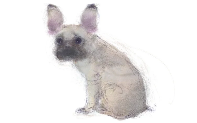 Norma The French Bulldog