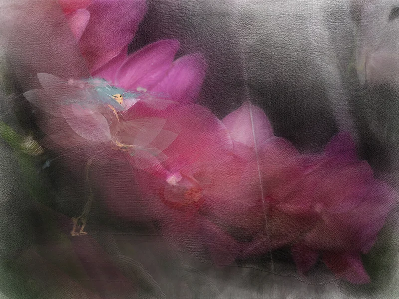 Fairy In Pink Flowers