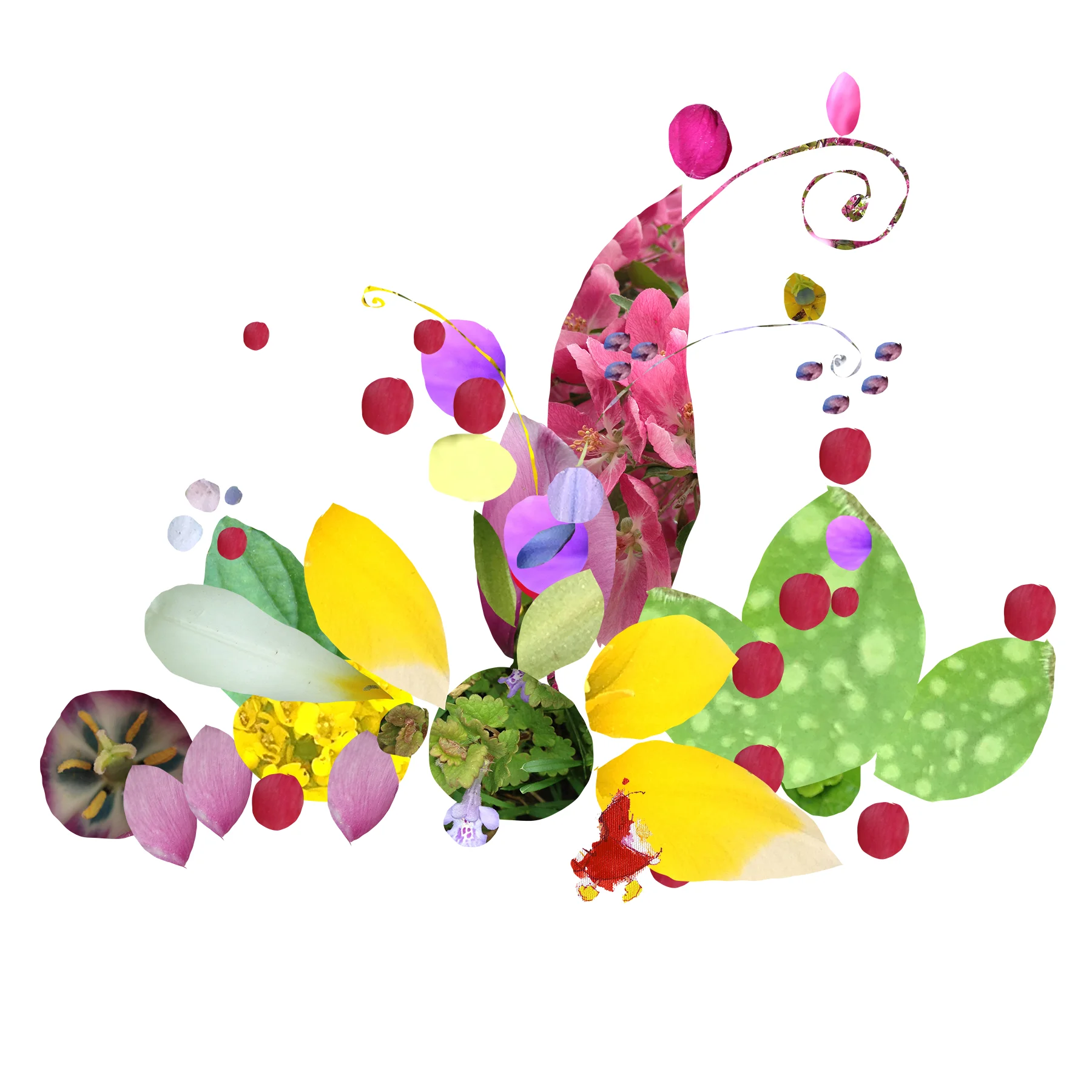 Flowers & Leaves