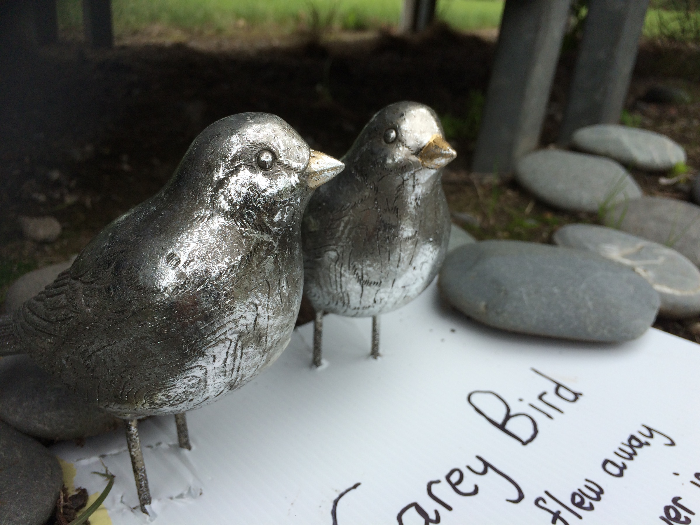 birds from the cafe