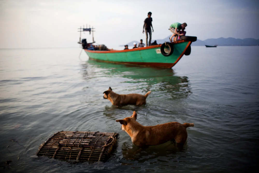 doggies in the water at Rabbit Island! super happy to be next to the water again. really miss the smell and the waves. last night fell asleep to the waves. got up and shot images of the stars...so wonderful.