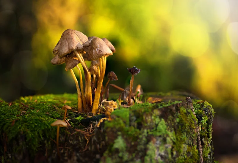 Contrary to our experiences with mushrooms and molds, soil fungi are largely invisible, but their contributions are truly astonishing.