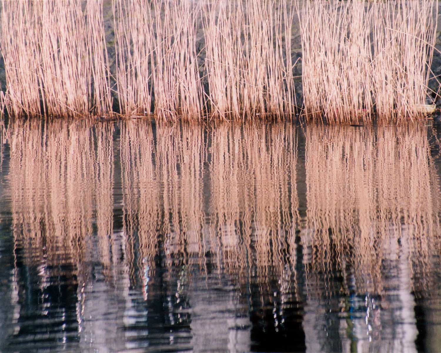 Reed Reflection