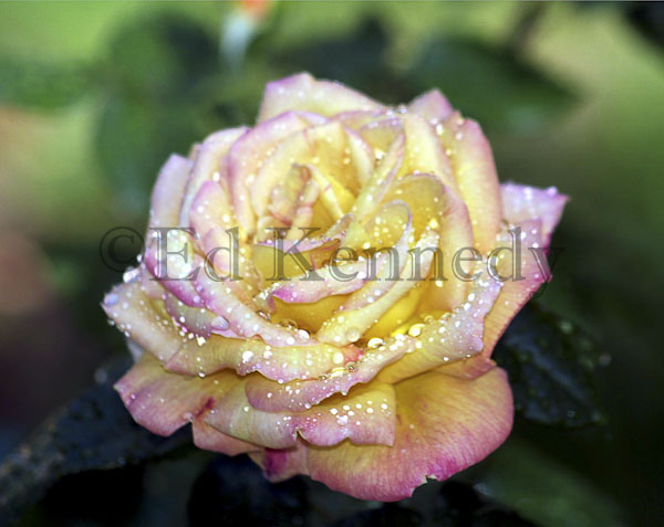 ed 030 8x10 Yellow Pink Wet Ros copy.jpg