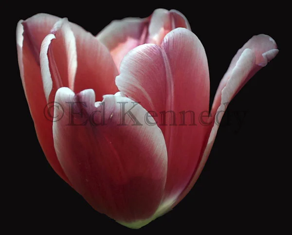 ed 041 300 Red ehite tulip 8x10.jpg