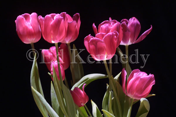 ed-016-137_3724-res-300-red-tulips-8x12_.jpg