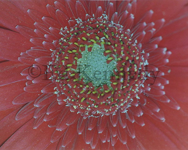 ed 024 res 300 8x10_.jpg