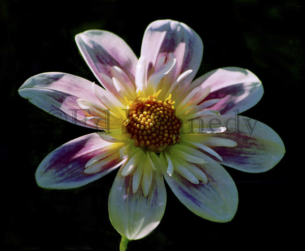 ed 026 res 300+First Flower 1 8x10_.jpg