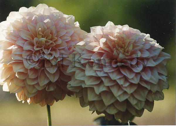 ed 027 Pom poms.jpg