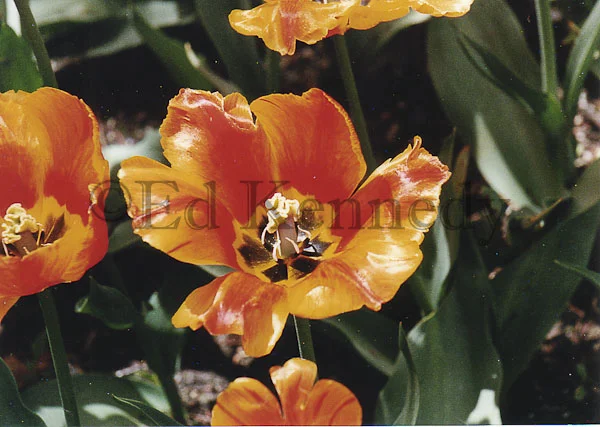 ed 028 Waxey Tulips.jpg