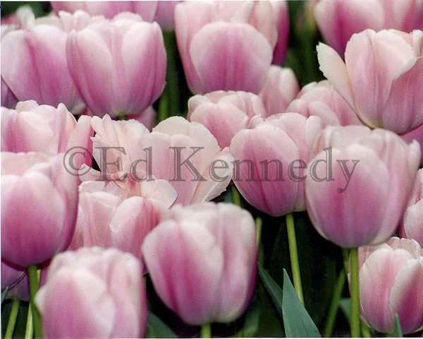 ed 040 8x10 res 300 PINK_TULIP_WATERCOLOR 8x10_.jpg