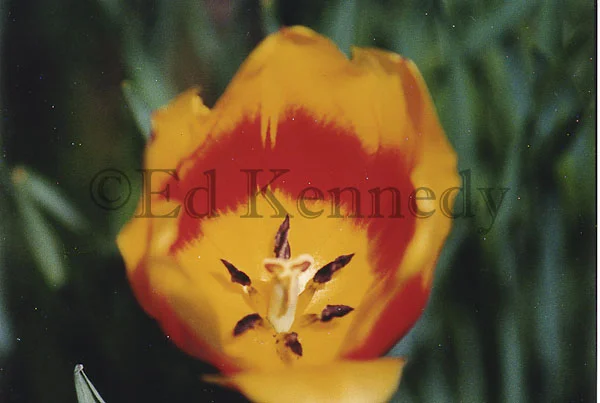 ed 053 5x7_.jpg