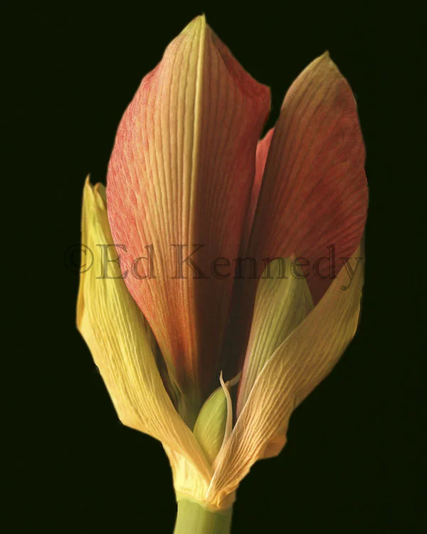 ed 232 black background IMG_2452 copy 2.jpg