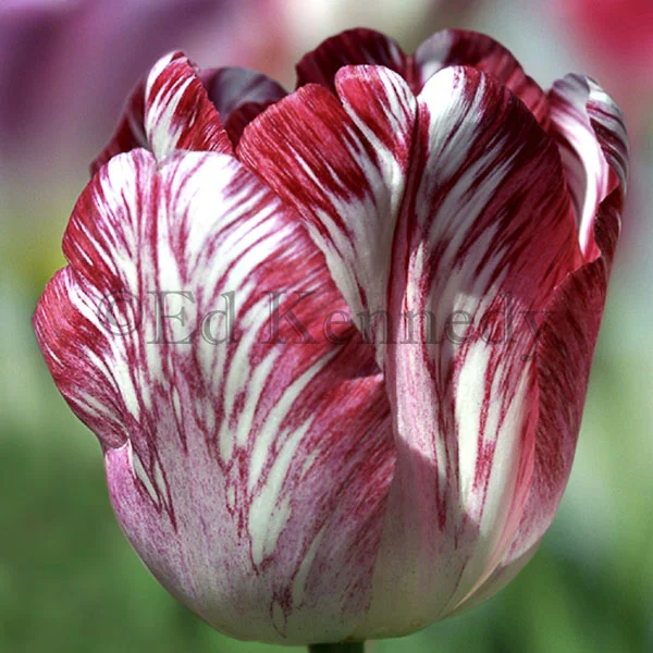 ed 113 8x8_4060_r1tulip copy 4.jpg