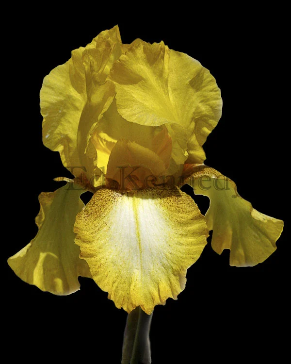 ed 226 8x18 iris 165_6570 copy 4.jpg