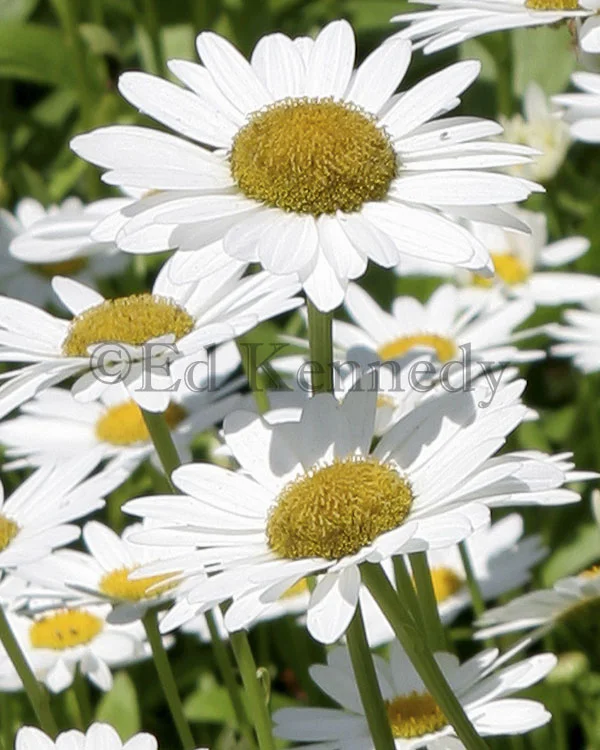 ed 191 Daisy 8x10 1035_r1.jpg