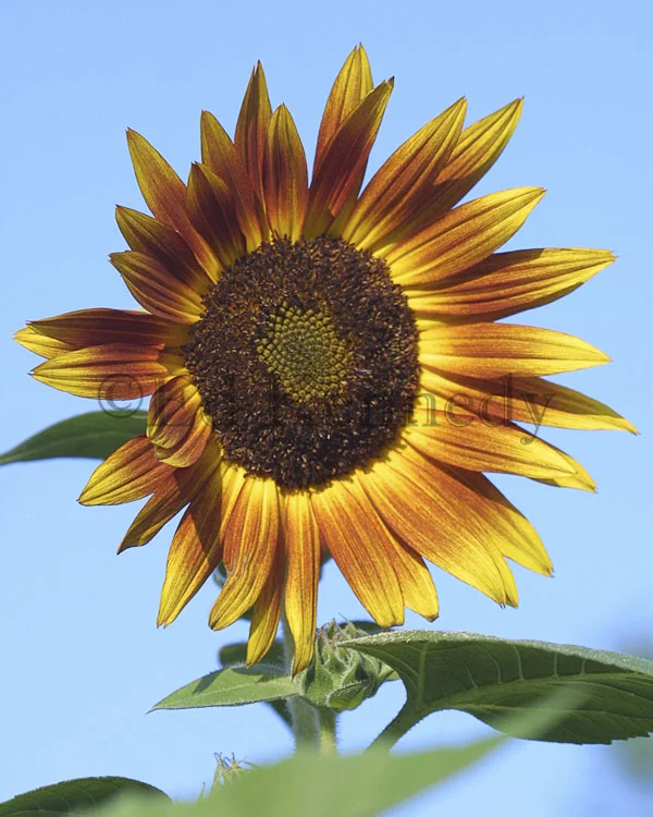 ed 123 sunflower 8x10 149_4965 copy.jpg
