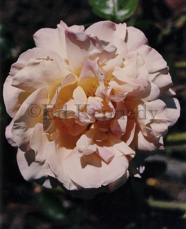 ed 069 8x10_.jpg