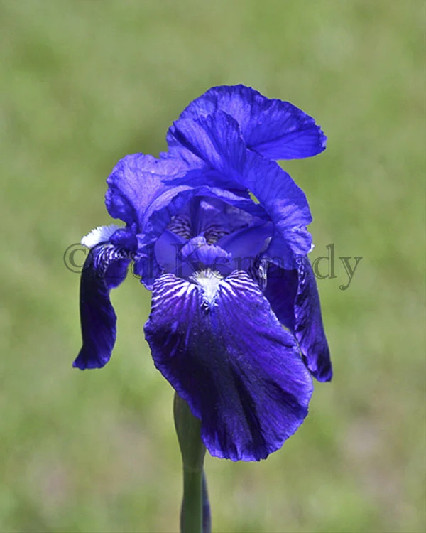 ed 094 8x10 Iris copy.jpg