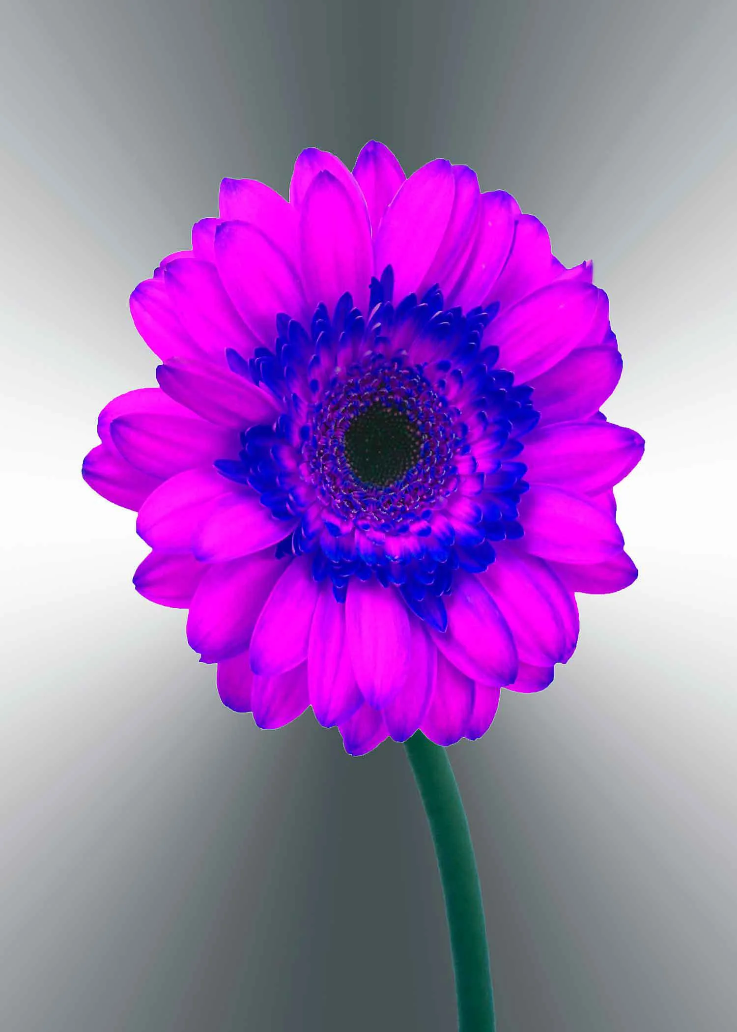 purple-gerger-daisy-5x7-(22-of-236)-Edit-2-copy-2.jpg