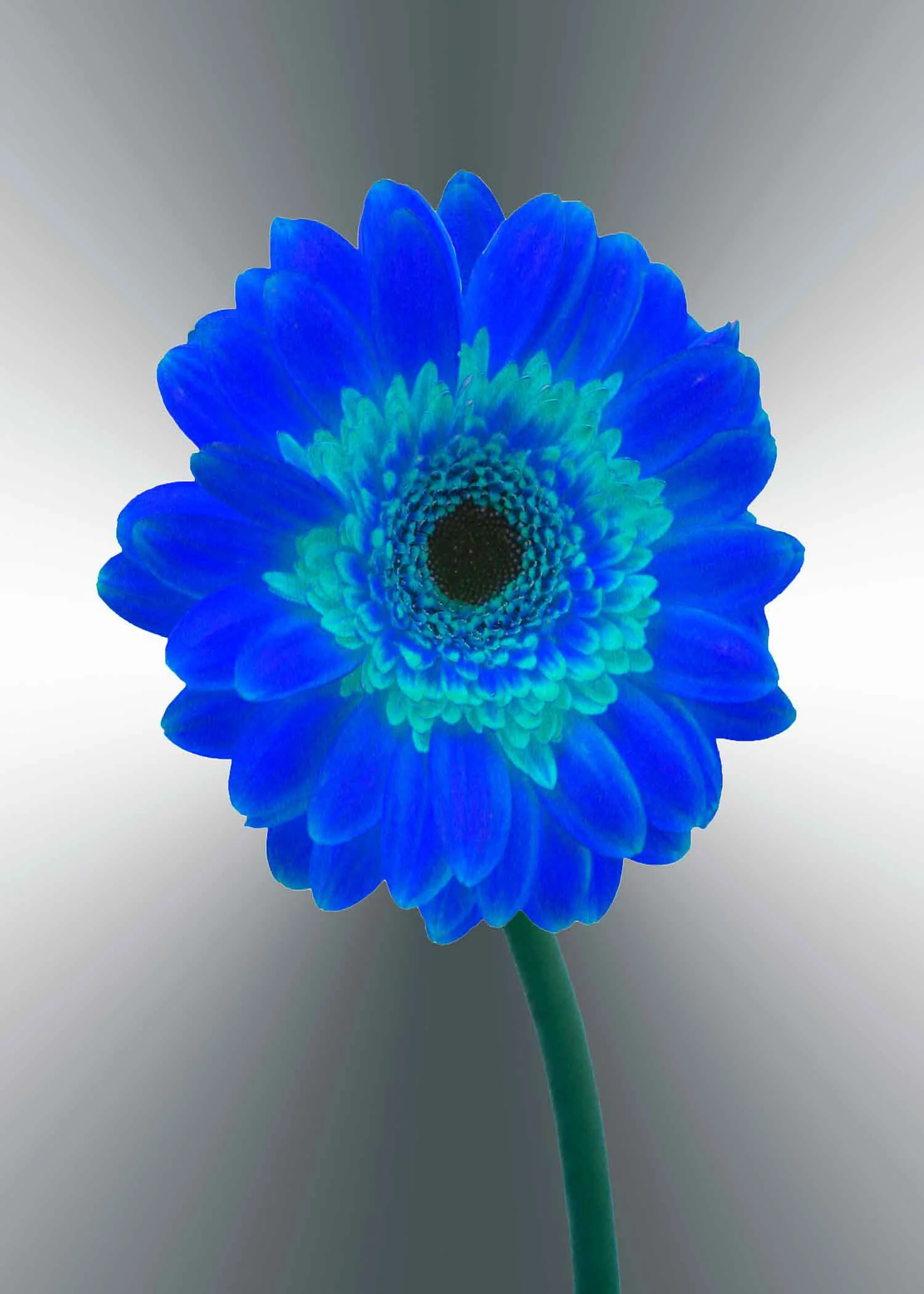 blue-gerger-daisy-5x7-(22-of-236)-Edit-2-copy-2.jpg