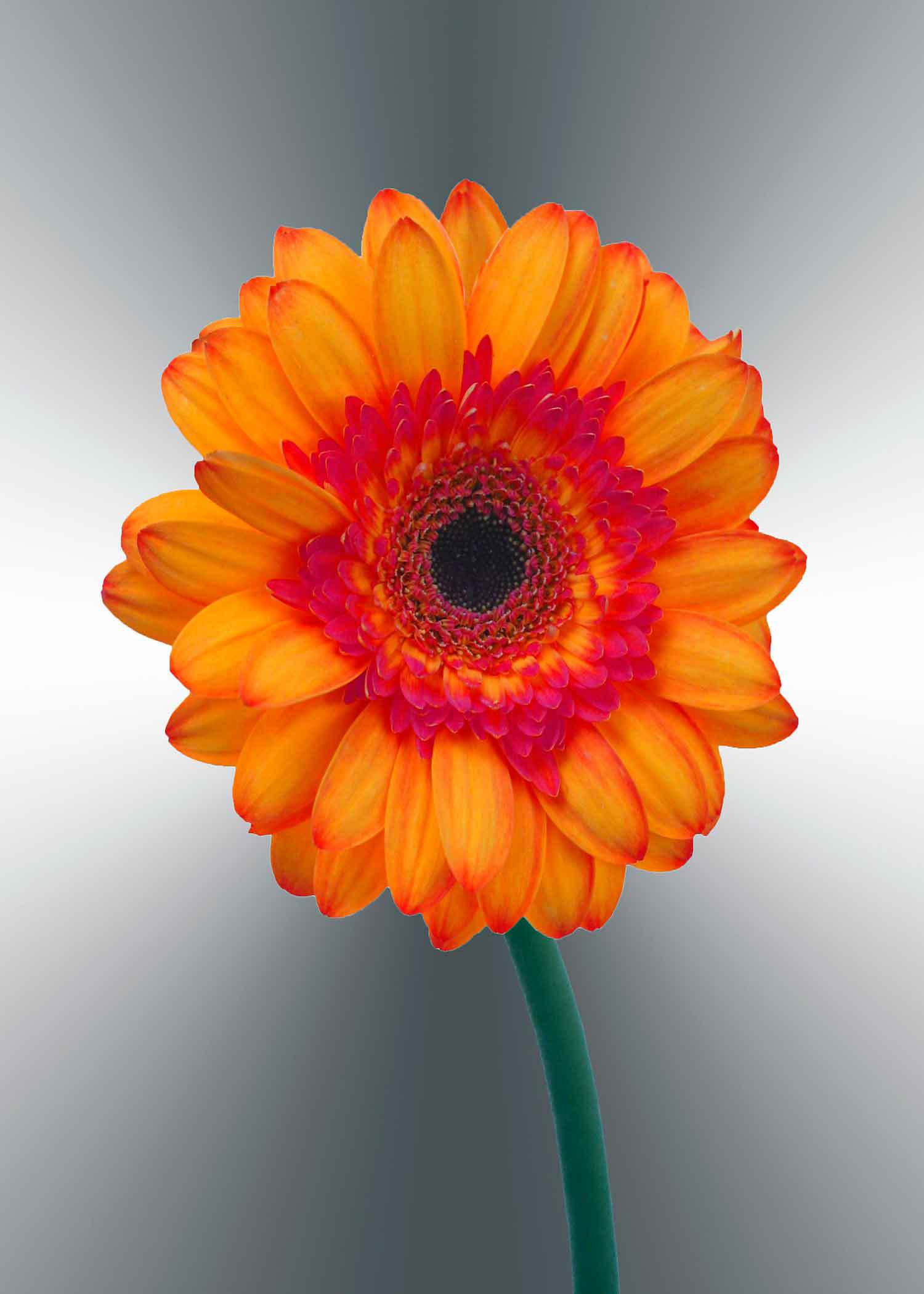 orange-gerger-daisy-5x7-(22-of-236)-Edit-2-copy-2.jpg