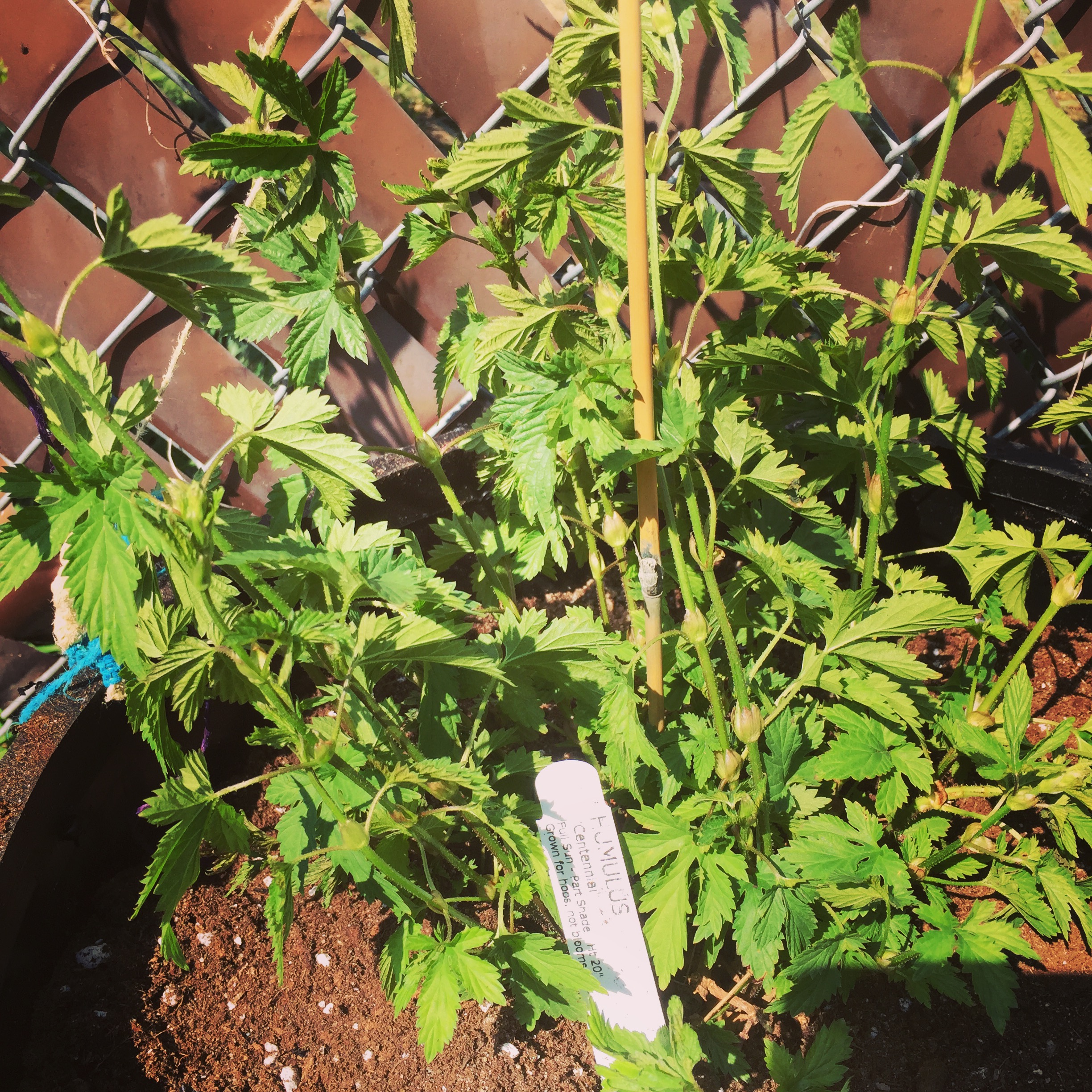 Centennial Hops planted on the back fence on April 22nd 2015.