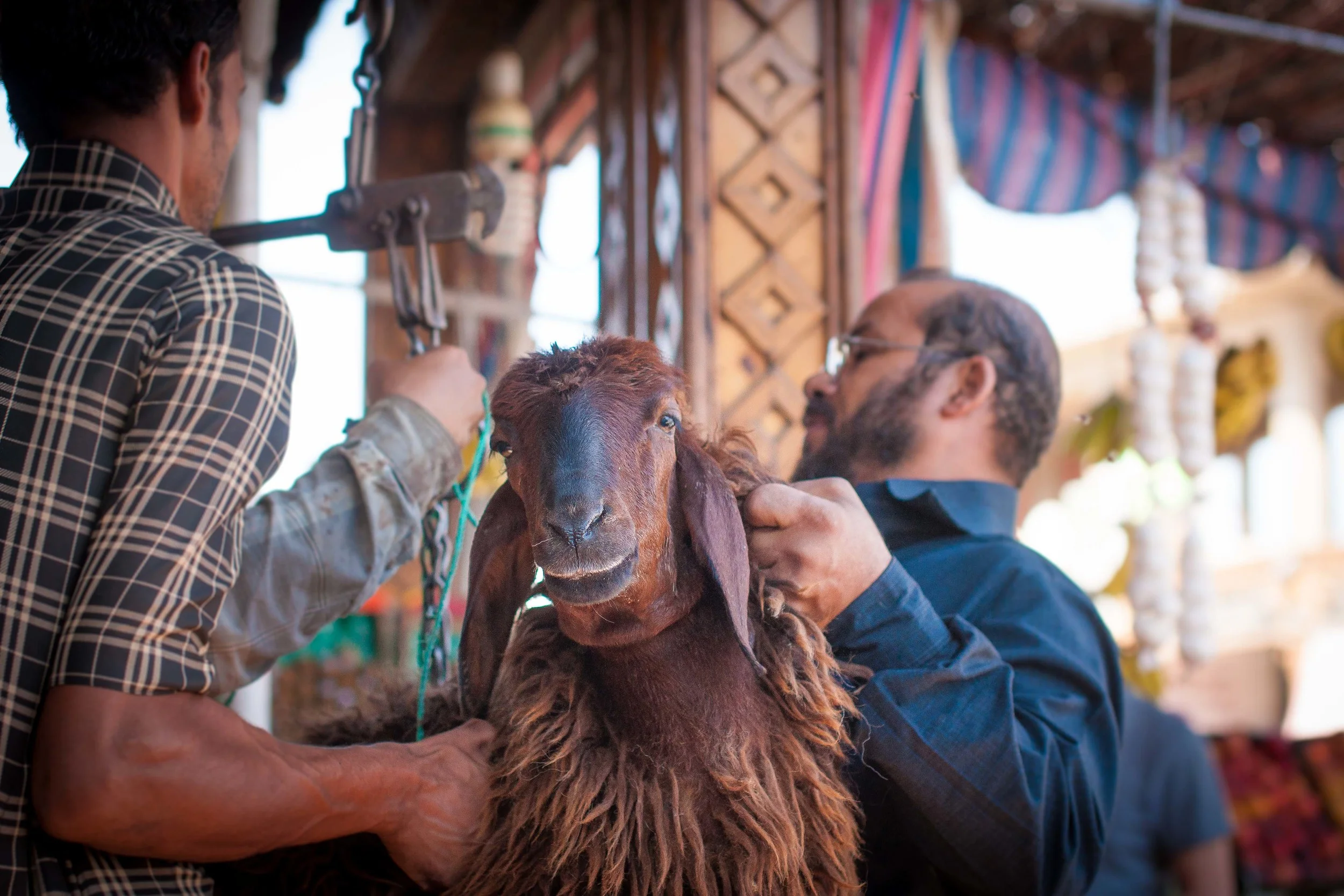 One of the most enjoyable aspects of the process is the bartering over a fair price. This sheep weighed in at around 50kg, and the going rate was 37 LE/kilo.