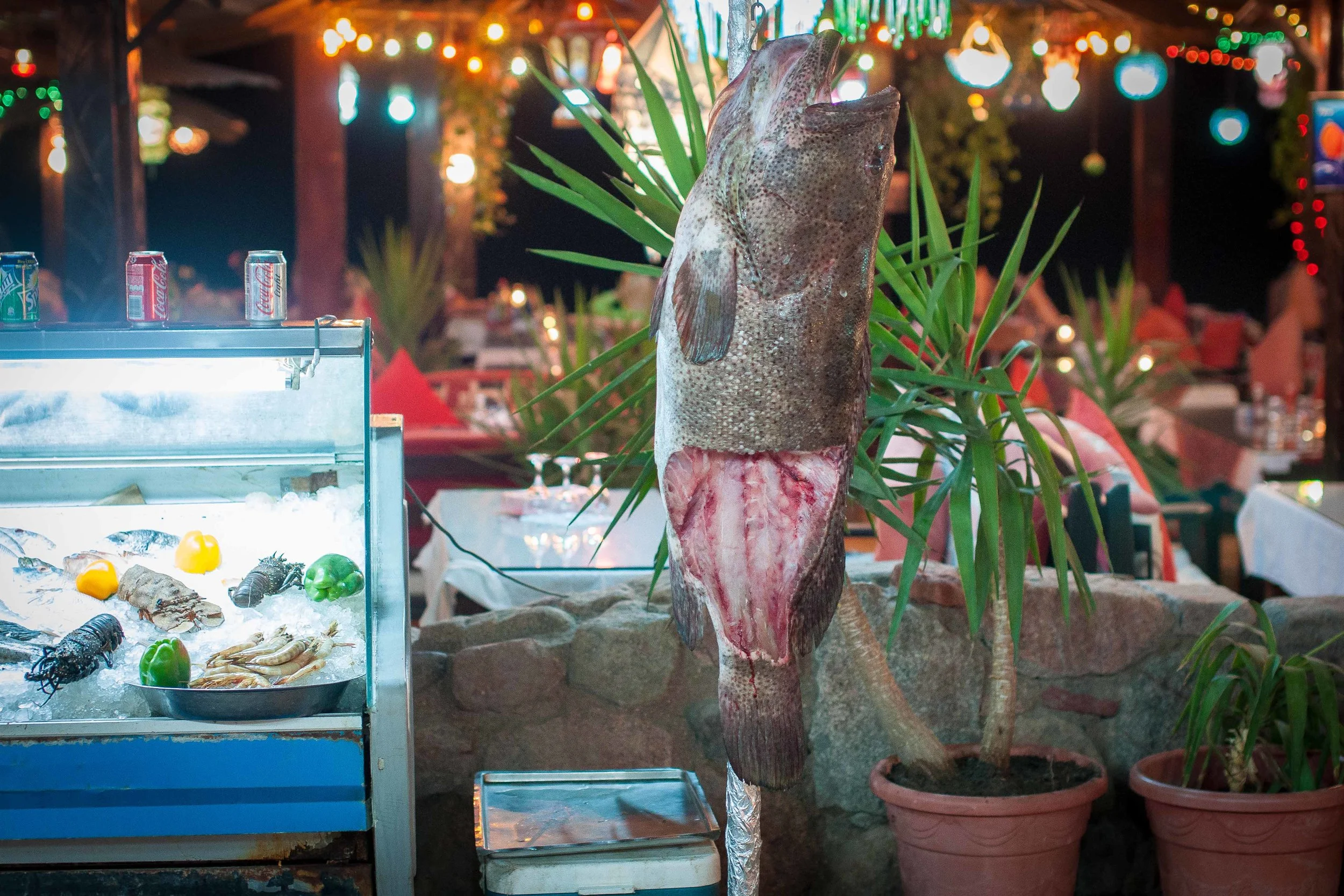 This grouper was most likely illegally fished from one of the local reefs. It was being sold off in front of a restaurant for 100/LE for a fillet. 