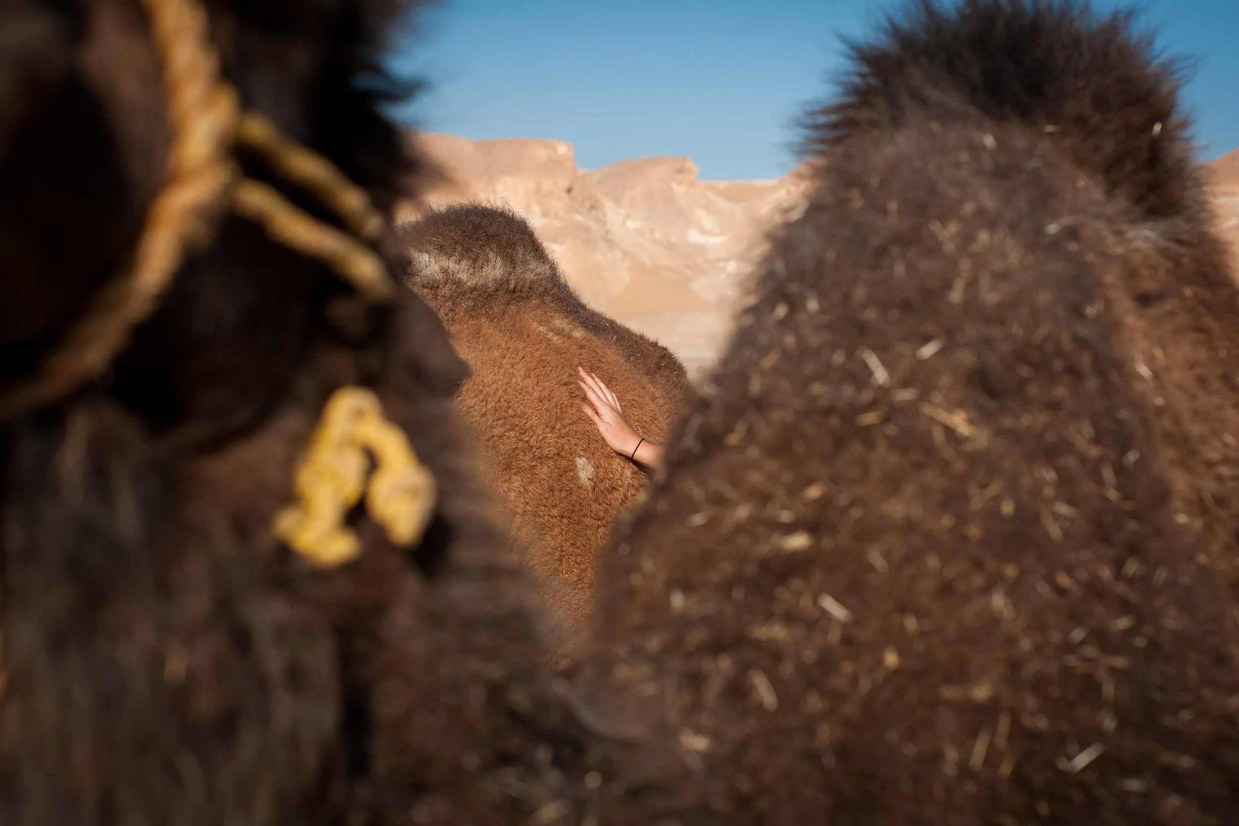 We found friends in the desert! 
