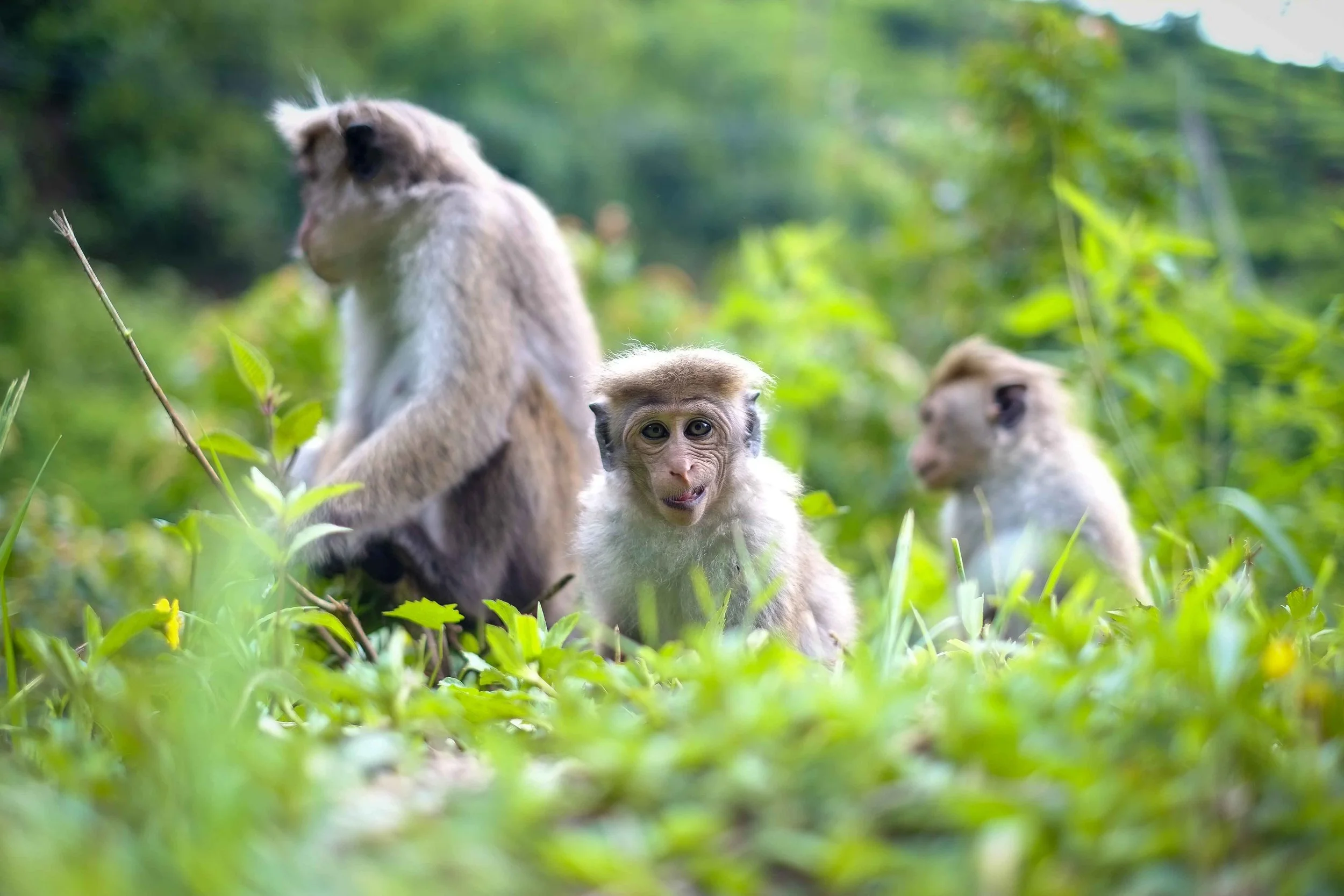Monkeys: arguably the most hilarious of all animals in Sri Lanka.
