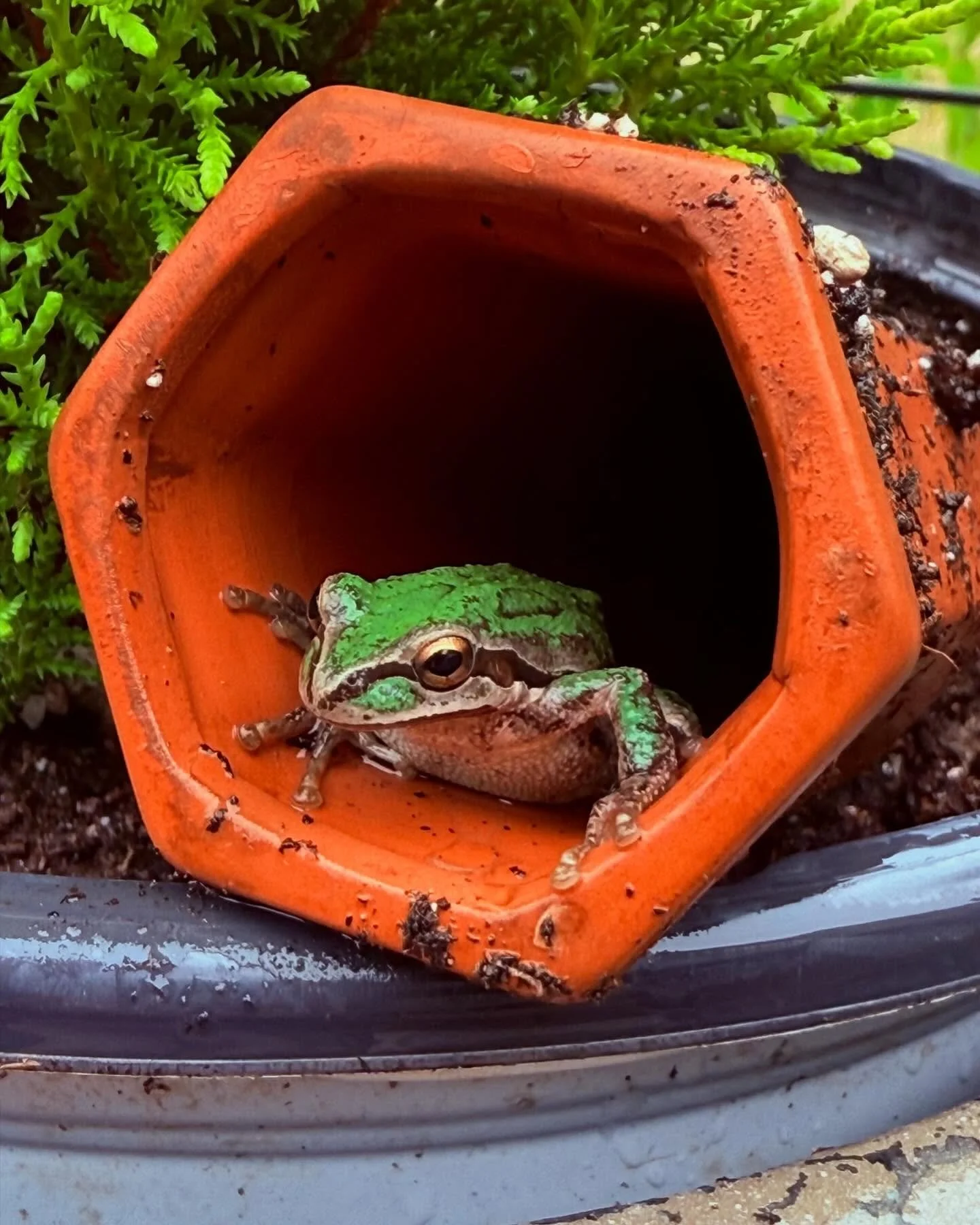 Made a new friend in the garden before heading into the shop this morning! 🐸
I like frogs!