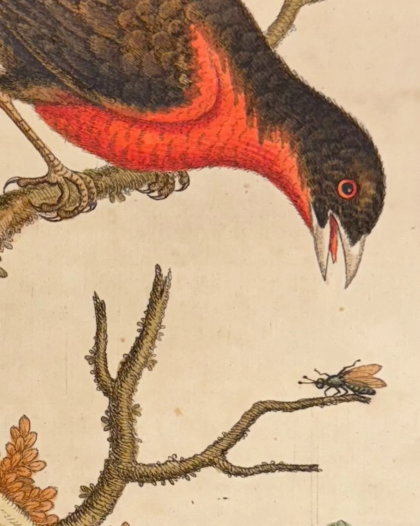 One of the more common questions from visitors to the store is, &ldquo;So, what&rsquo;s the oldest thing in here?&rdquo; 
The answer always changes as items come and go, but, this week it would be this set of eight ornithological (bird) book plates t