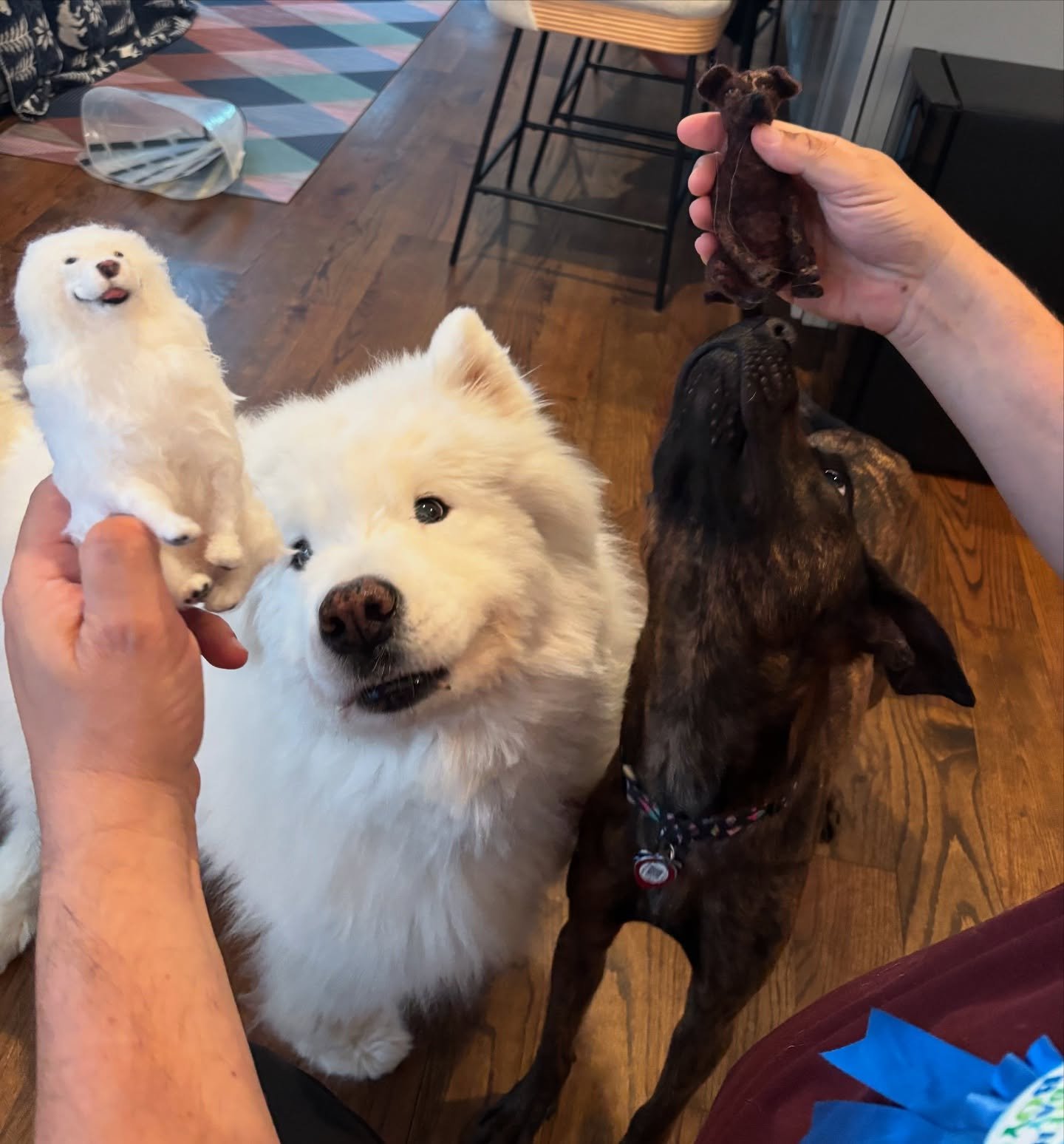I love when the dogs get to meet their mini counterparts!