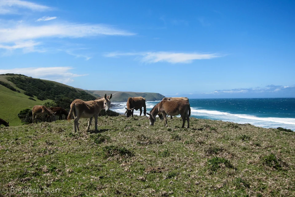 Bulungula-Donkeys.jpg
