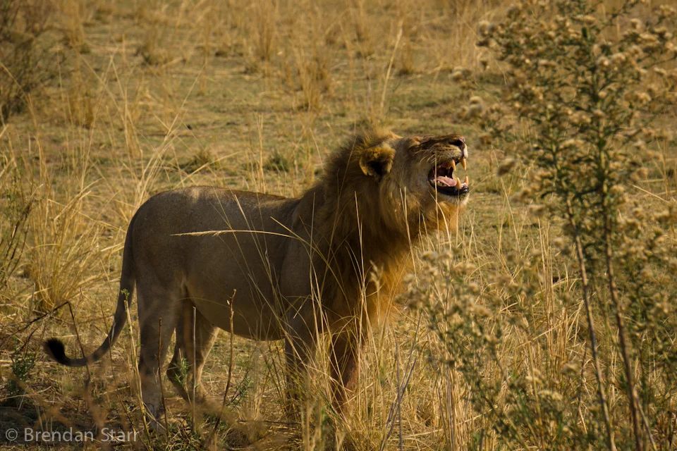 South Luangwa Safari