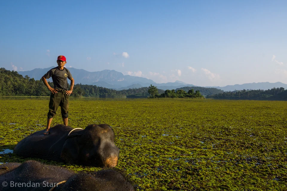 The Elephant in the Room