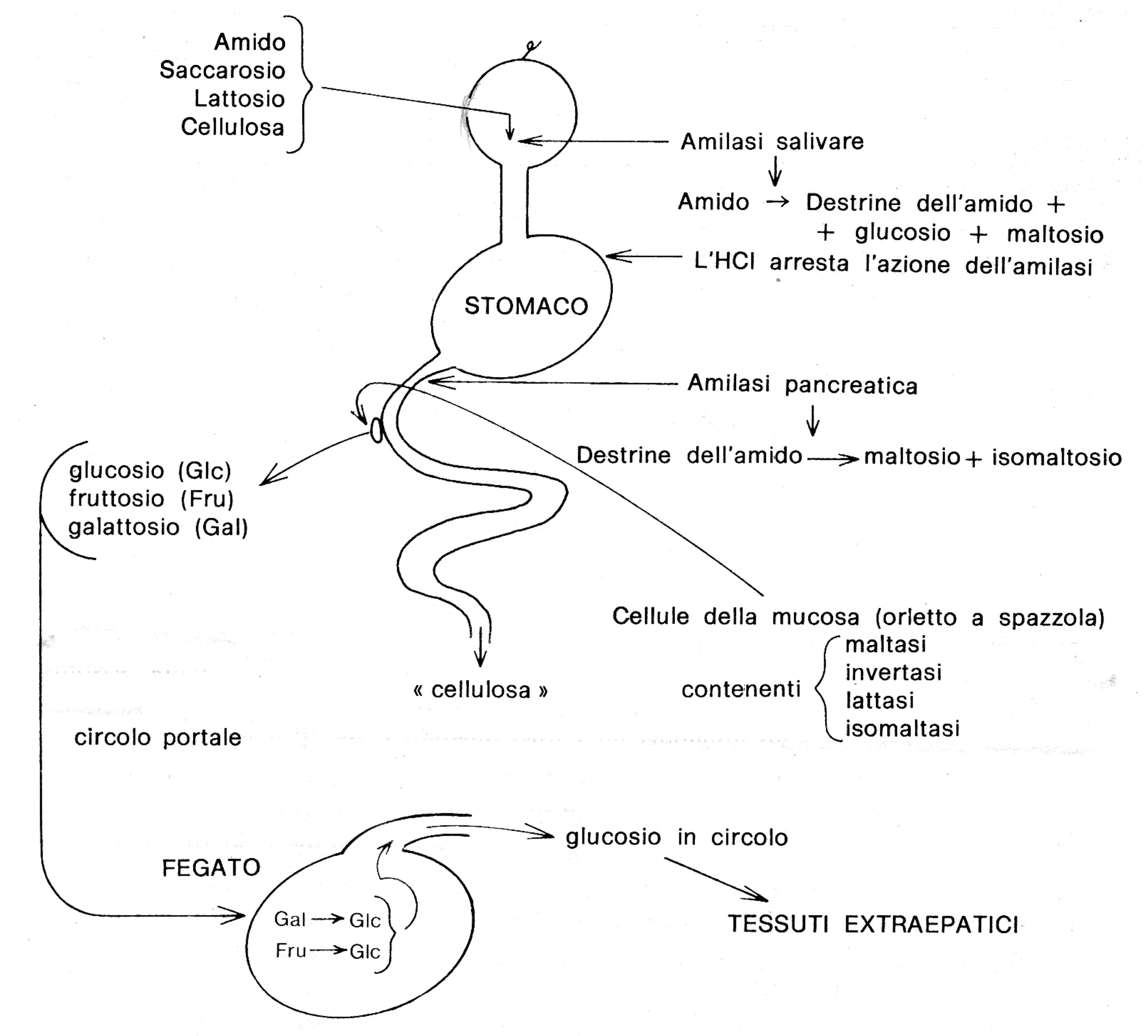 Figura 1: cellula vegetale