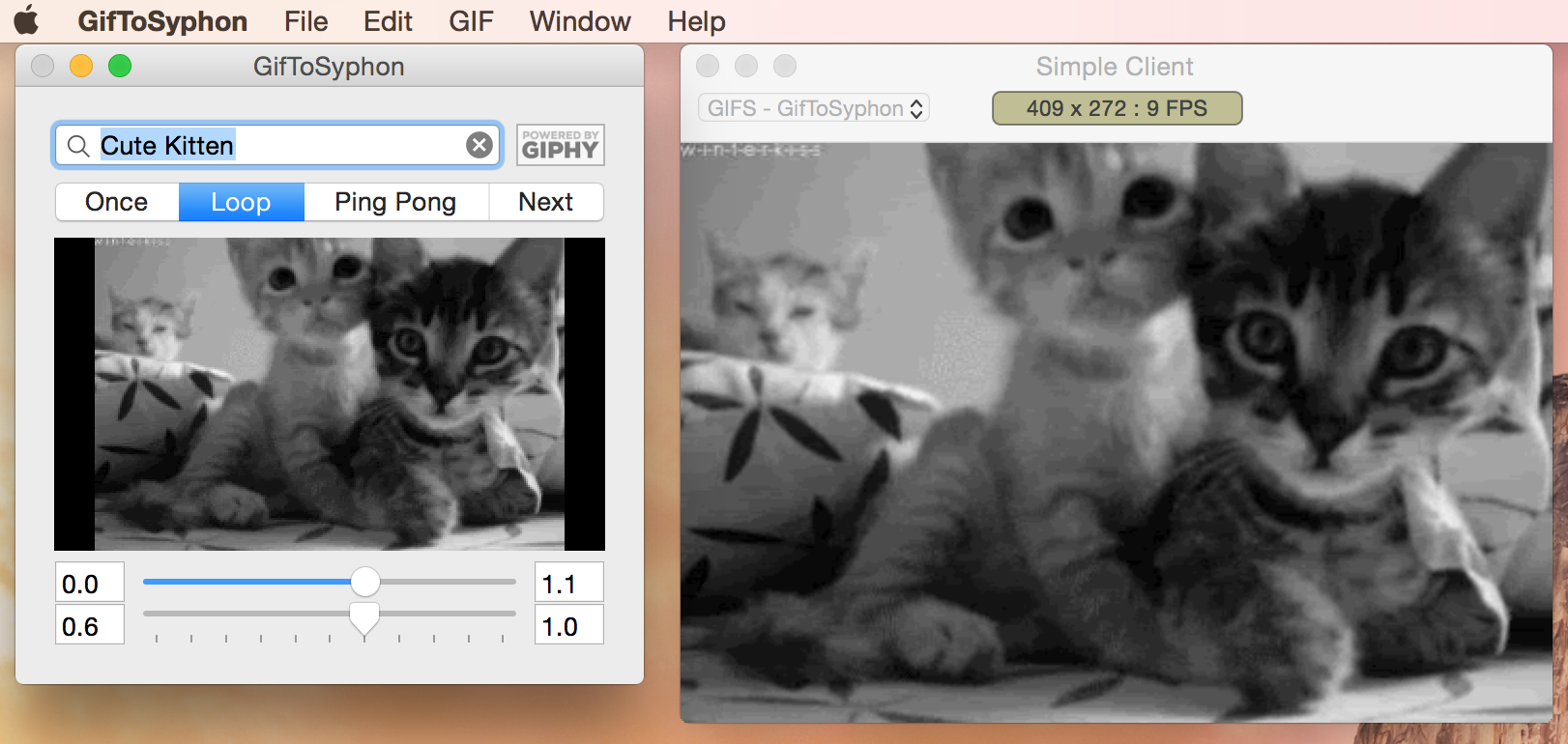 Giphy + Syphon = Instant kittens in your VJ set
