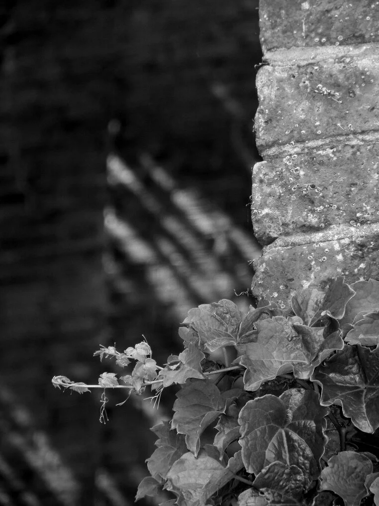 plant, brick, shadow, focal point, Beacon Hill, Charles street meeting house 