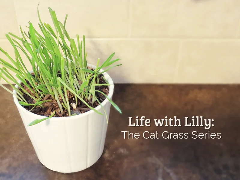 life-with-lilly-cat-grass.jpg
