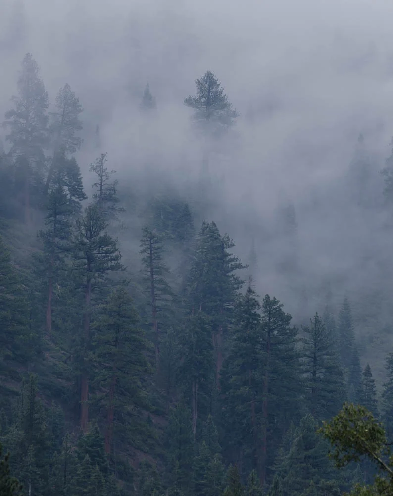  Silent sentinels...