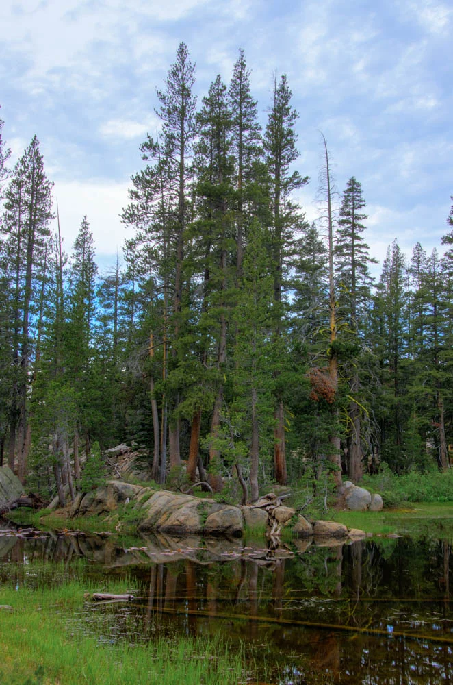  In a back corner of the forest...