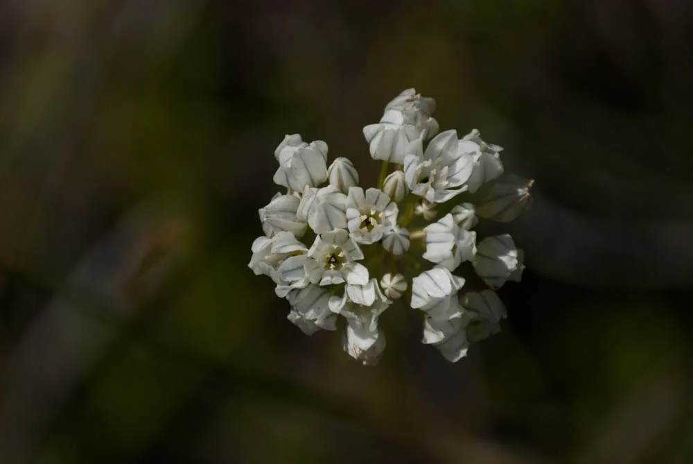  Delicate spring...