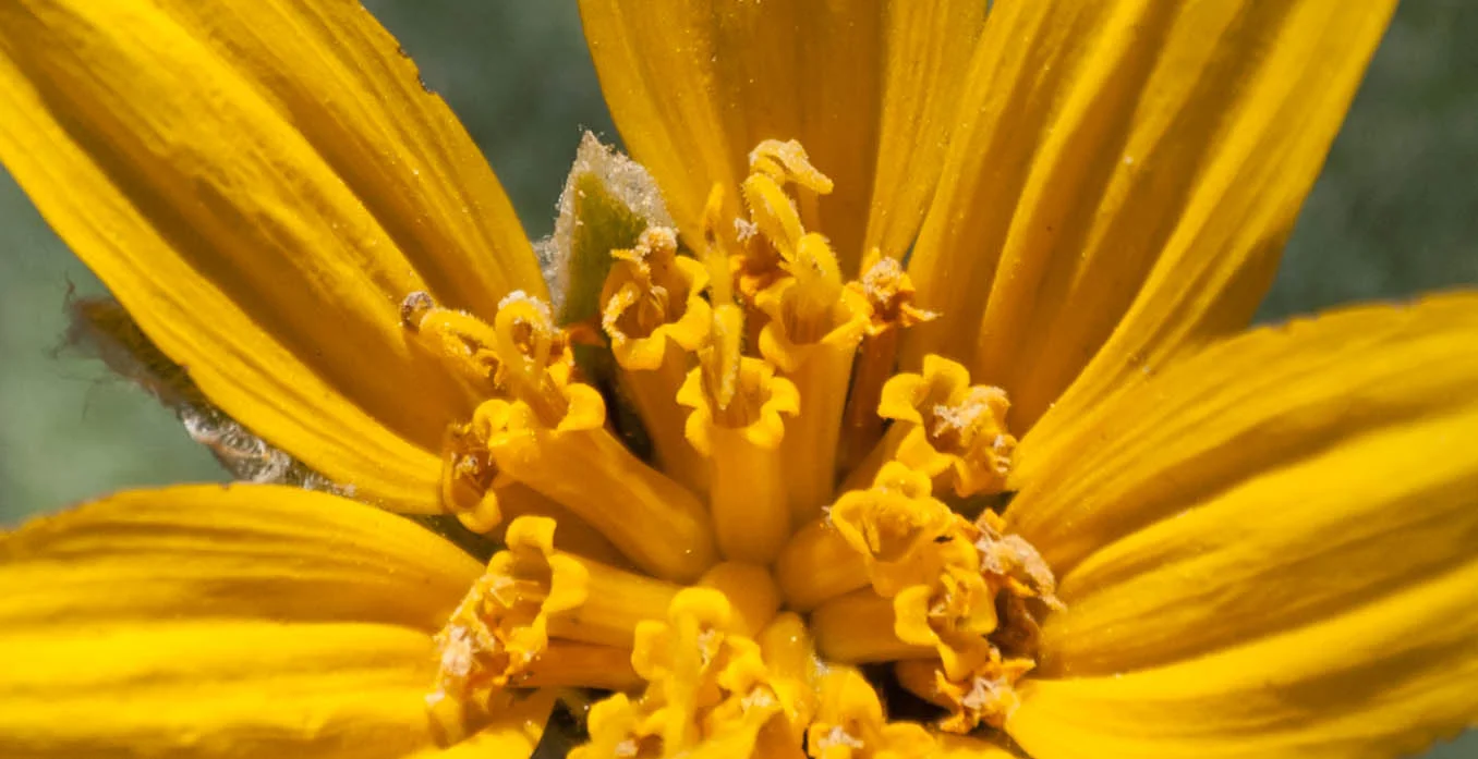  Slice of spring...