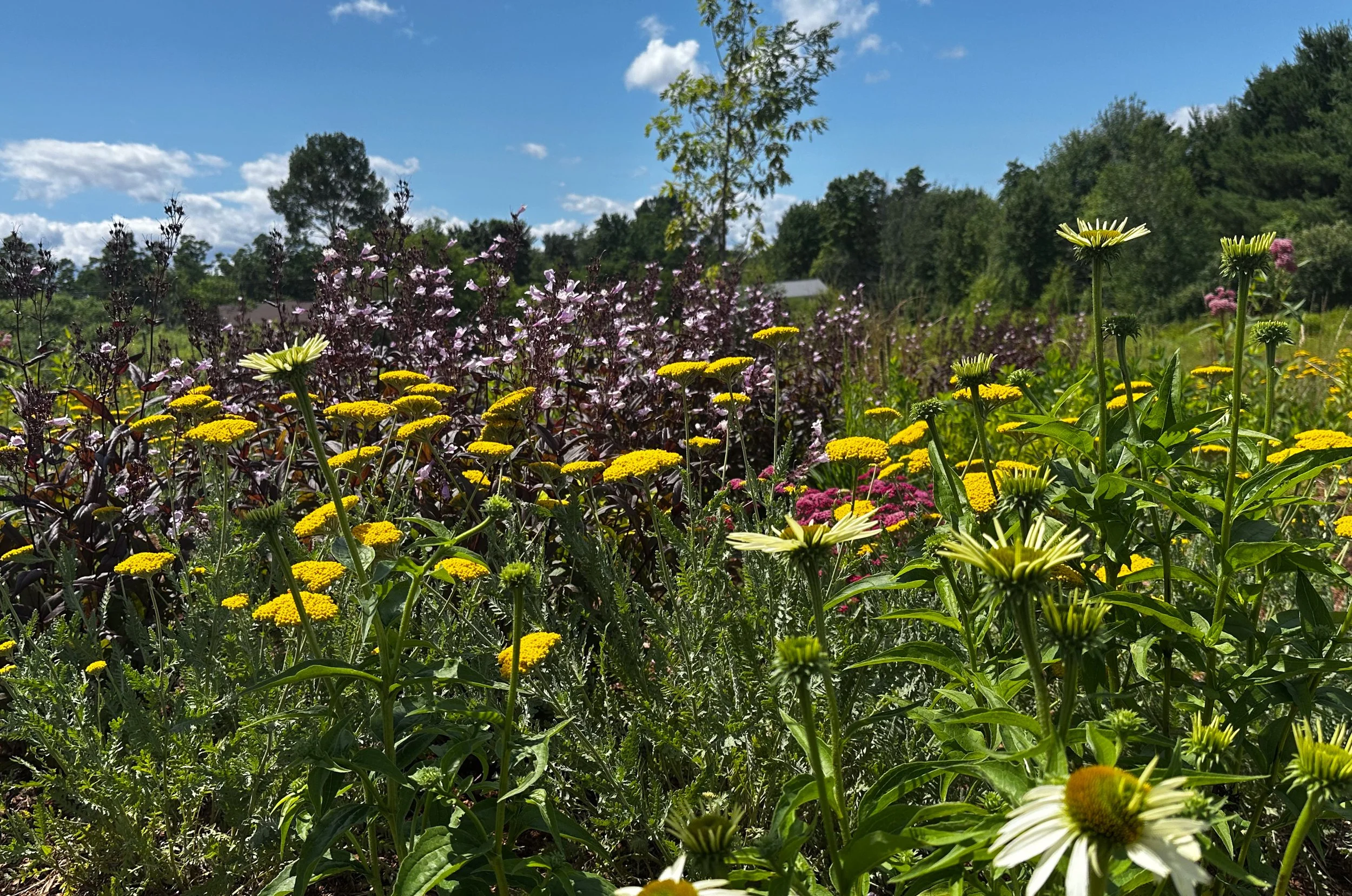2025-07 The-Annex-Sculpture-Park_-6.jpg