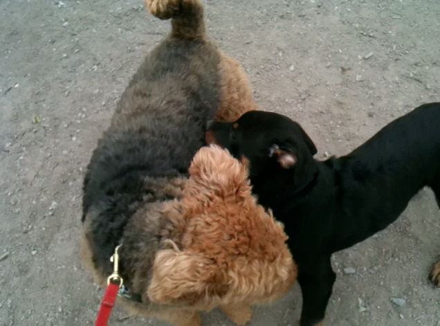 teddy-dogpark.png